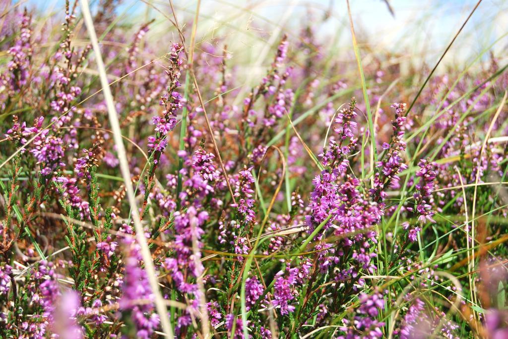 Ferienwohnung Hiddensee In Vitte Bagian luar foto