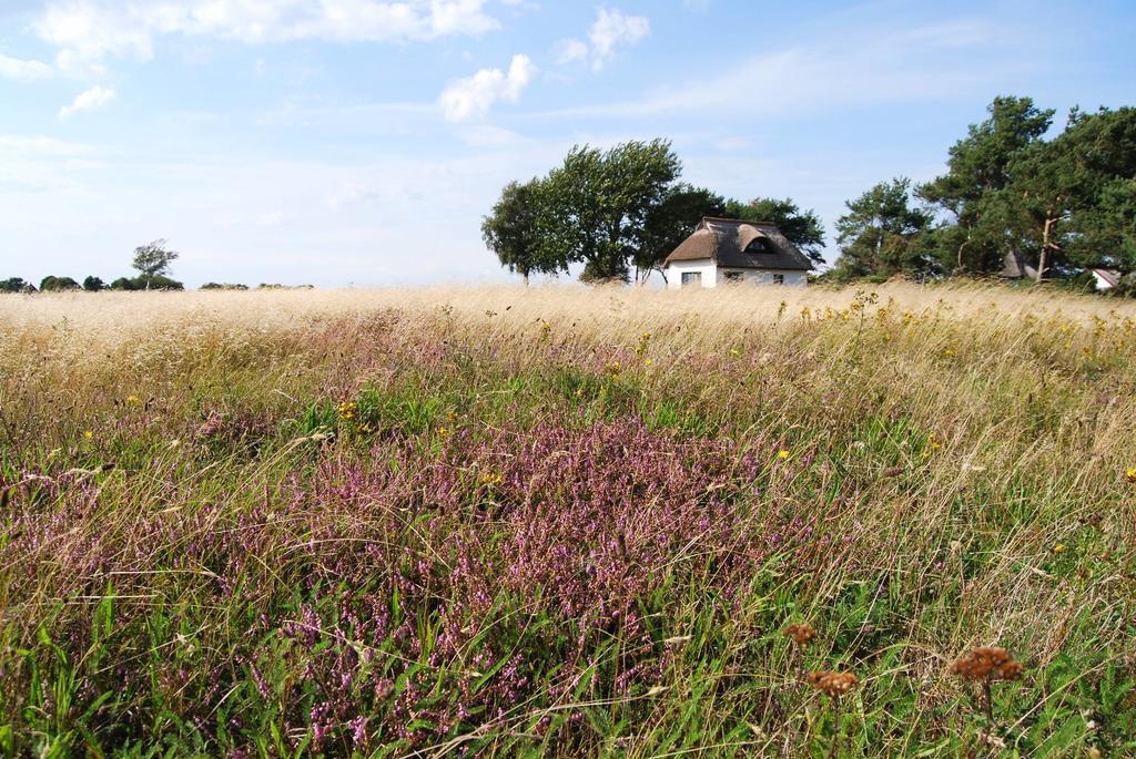 Ferienwohnung Hiddensee In Vitte Bagian luar foto